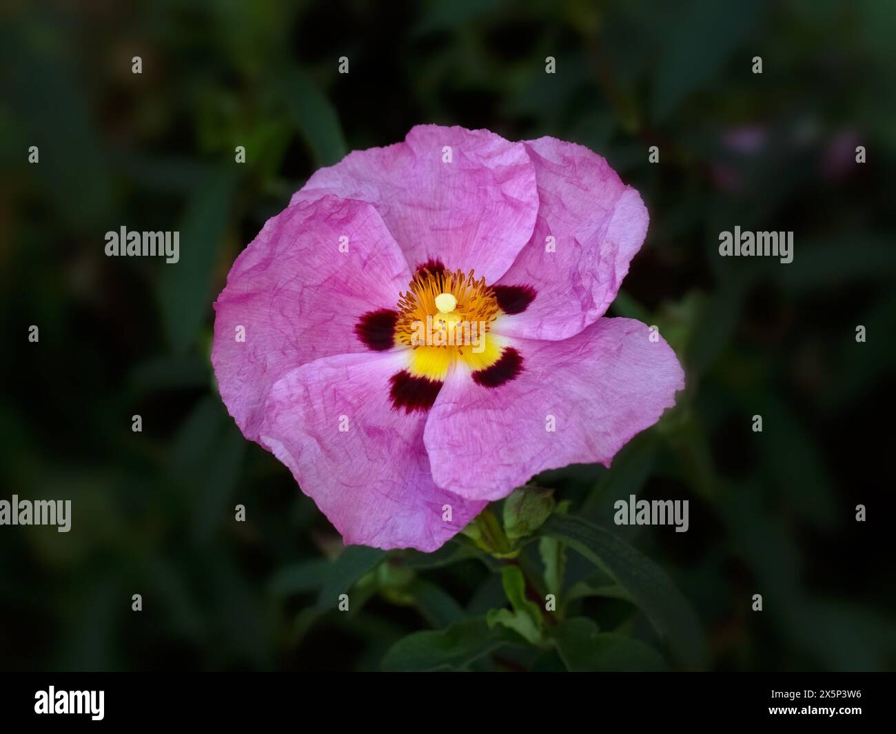 Primo piano di un singolo fiore di Cistus x purpureus in un giardino all'inizio dell'estate Foto Stock