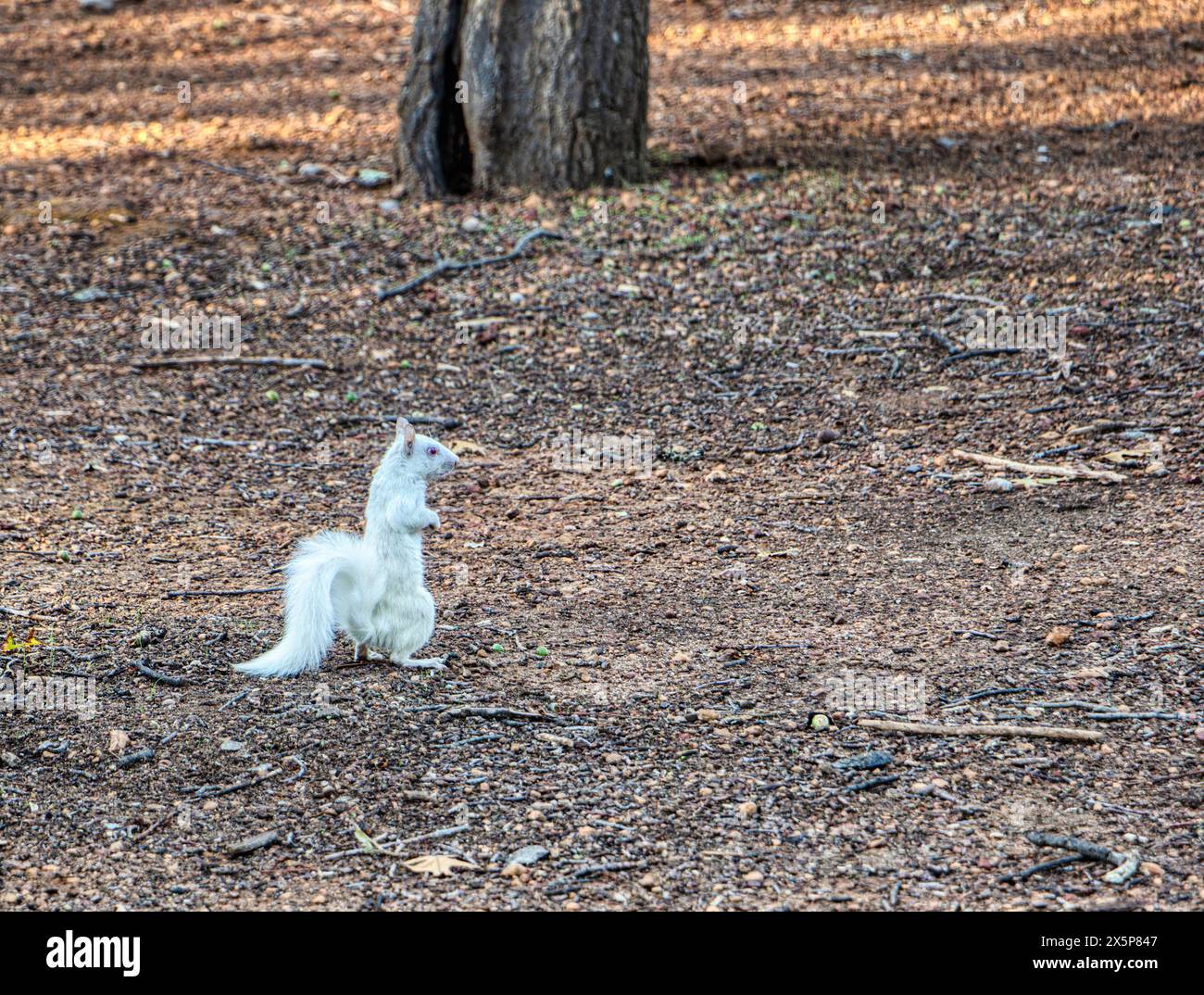 Scoiattolo di albino, raro esemplare in un parco di città del Capo, Sudafrica Foto Stock