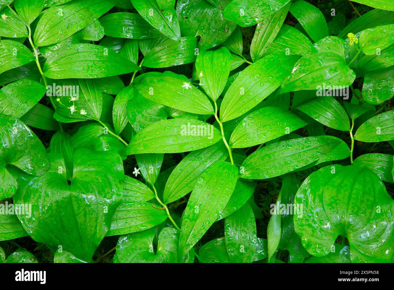 La foca stellata di Salomone (Maianthemum stellatum) con il giglio selvatico della valle (Maianthemum canadensis) lungo il North Fork Smith Trail, Kentucky Falls Speci Foto Stock