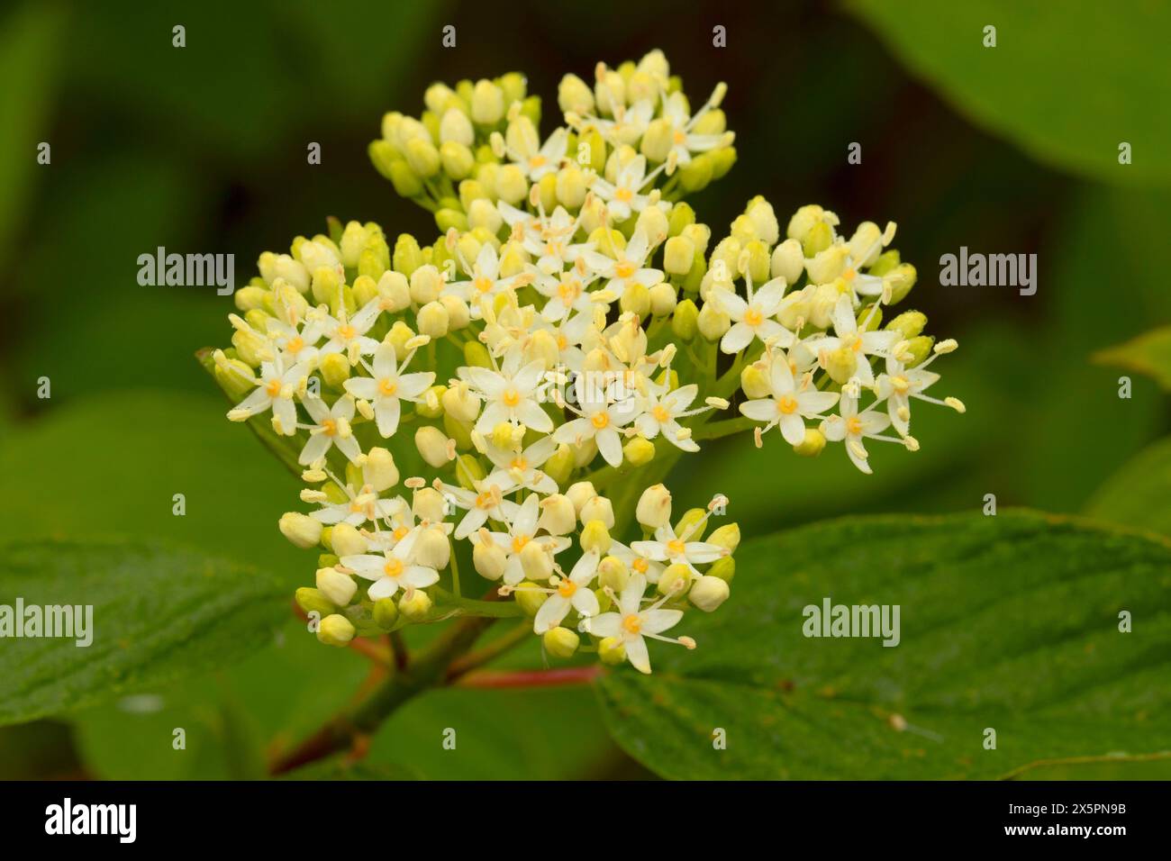 Fioritura del legno di pino rosso (Cornus sericea), impianto di trattamento delle acque reflue del lago Willow, Keizer, Oregon Foto Stock