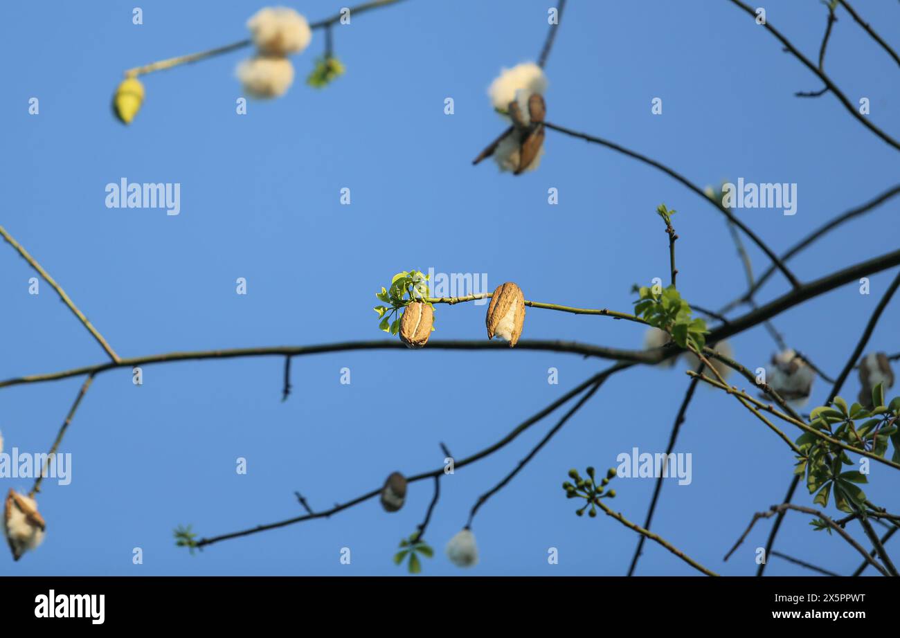 Imus, Filippine. 10 maggio 2024: Gli alberi di Kapok (Ceiba Pentandra) fioriscono in ritardo a causa del caldo estremo e della siccità causati dall'eccezionale El Nino che ha colpito il sud-est asiatico. Di solito, le scogliere cadenti si verificano a metà marzo, creando popolari scene estive innevate nei paesi tropicali. Quest'anno, le cialde di semi stanno iniziando ad aprirsi sugli alberi vicino ai corsi d'acqua e sono ancora chiuse su alberi che non vedono piogge da diversi mesi. Le fibre Kapok sono utilizzate nei cuscini/piumini organici. Per molte settimane, gli indici di calore in molte aree hanno raggiunto il livello di pericolo per gli esseri umani, gli animali e la vegetazione. Crediti: Kevin Izorce/Alamy Live News Foto Stock