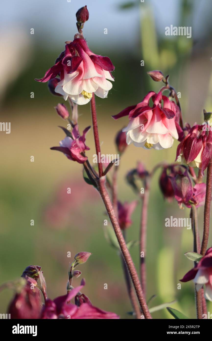 Sorprendenti specie di Columbine al sole della tarda sera Foto Stock