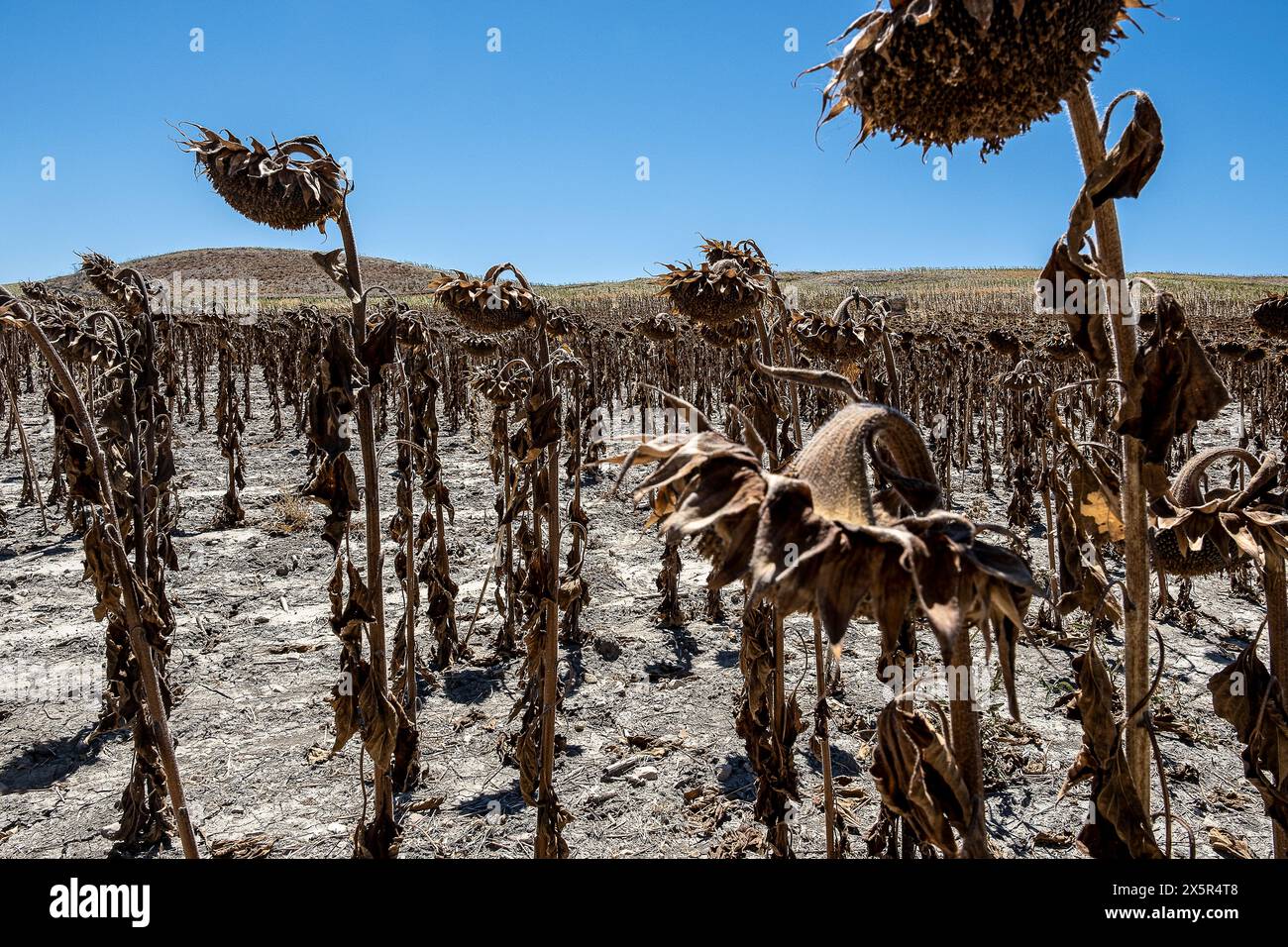 Piantagione secca di girasoli dovuta alla siccità, Utrera, Andalusia, Spagna Foto Stock