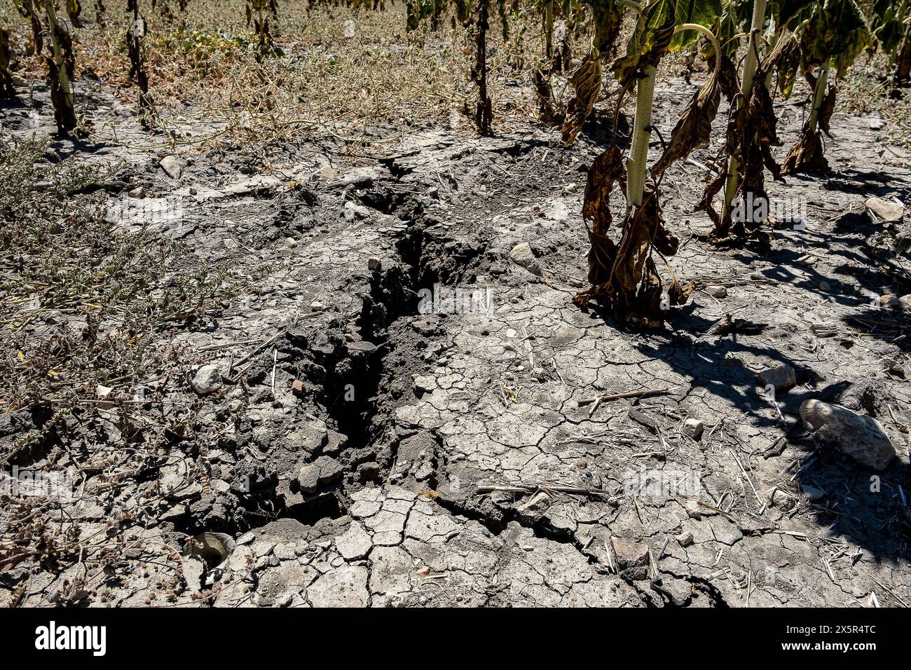 Terreno secco, in piantagione asciutta di girasoli a causa della siccità, Utrera, Andalusia, Spagna Foto Stock