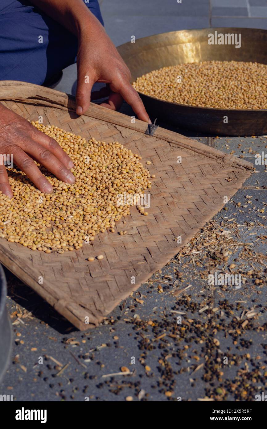 Processo di pulizia manuale della granella o della soia a impulsi post-raccolto in Uttarakhand, India, con coloratore o channi. Gambero agricolo biologico tradizionale Foto Stock
