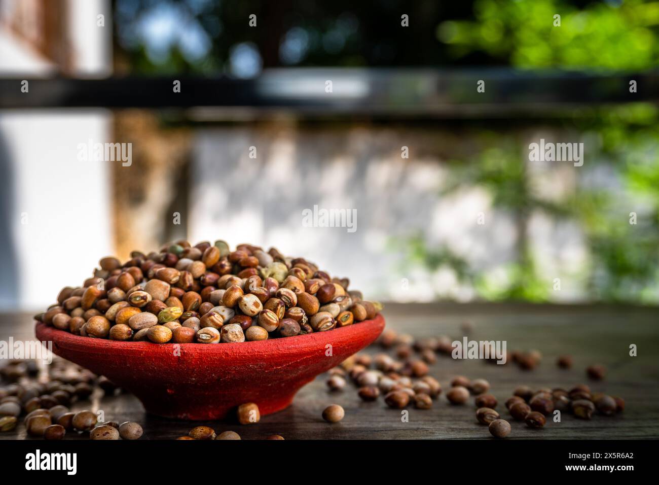 Piselli biologici multicolori Whole Tur dal o piccione esposti su un piano in legno vintage. Uttarakhand, India. Foto Stock