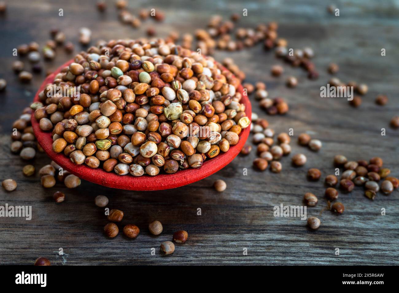 Piselli biologici multicolori Whole Tur dal o piccione esposti su un piano in legno vintage. Uttarakhand, India. Foto Stock