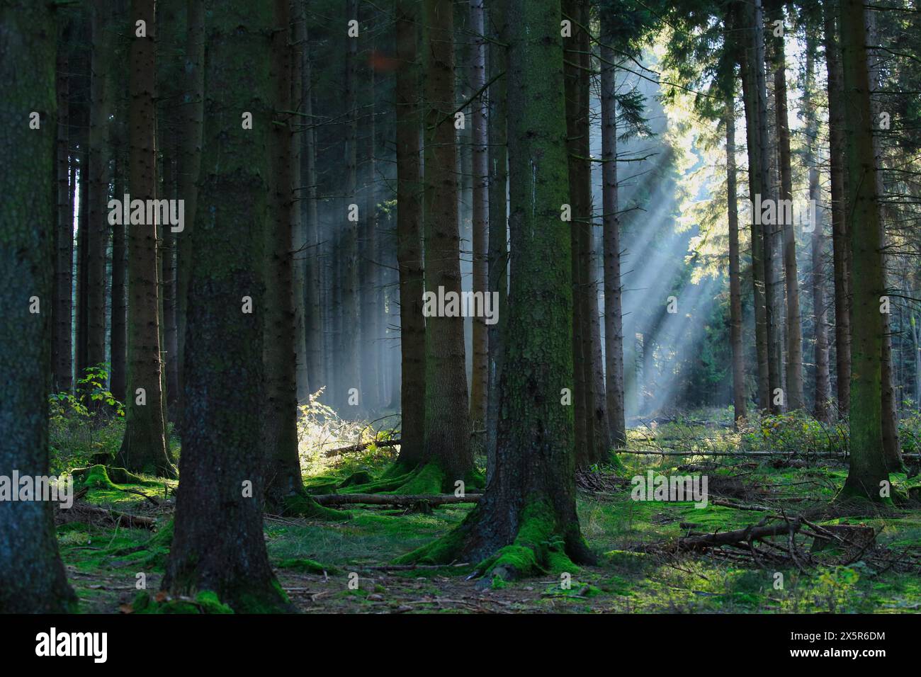 Foresta di conifere con strisce di luce, retroilluminazione Foto Stock