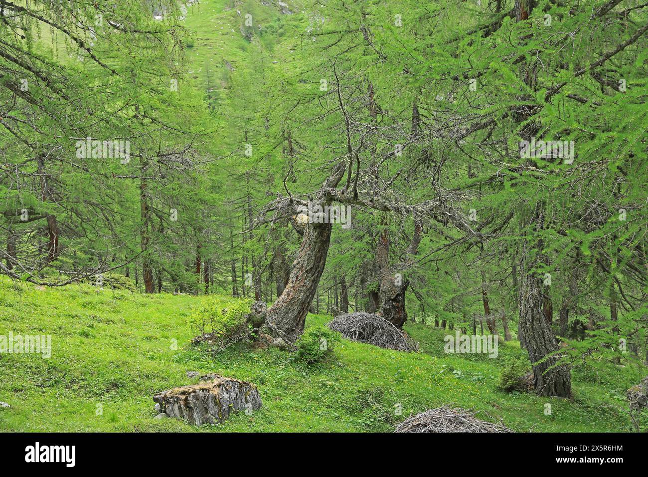 Larice (Larix), foresta di larici Foto Stock