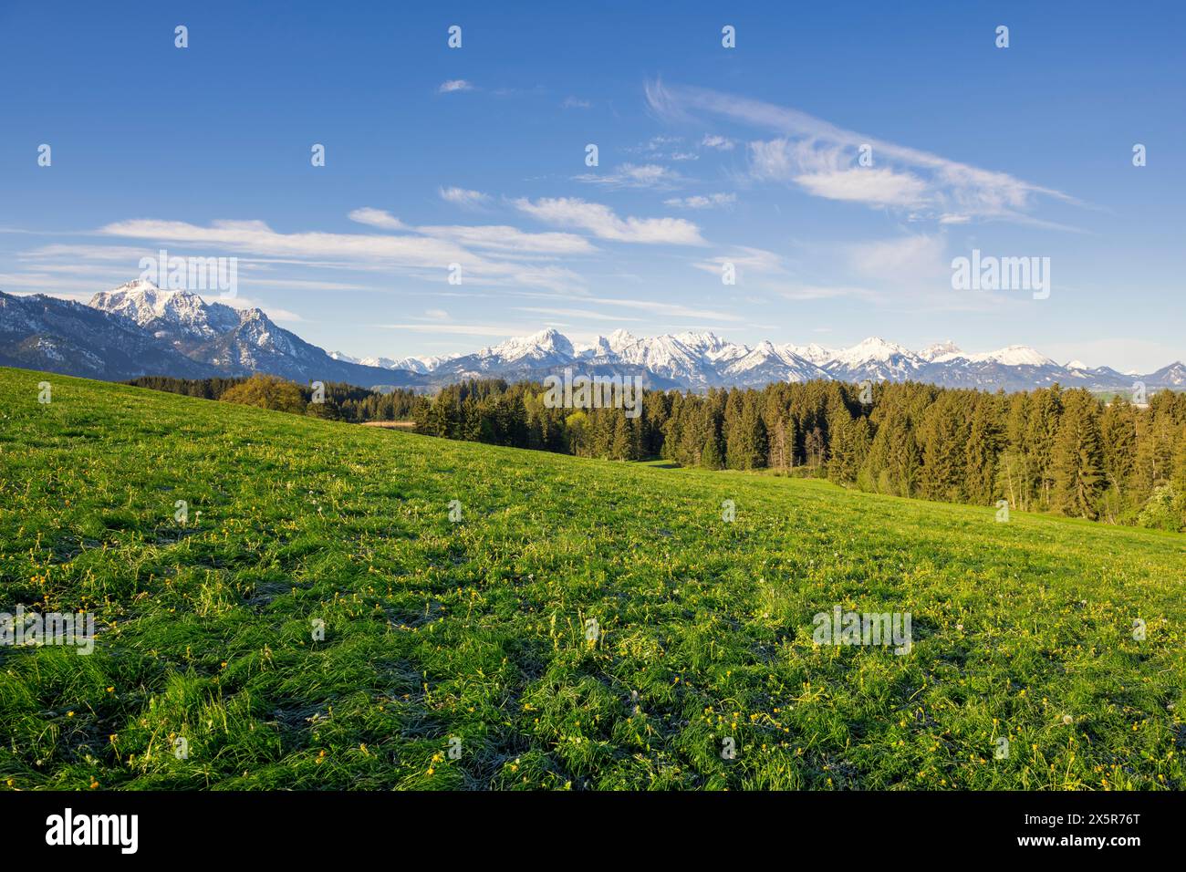 Prato primaverile vicino a Füssen, Alpi Allgäu, neve, foresta di abeti, Allgäu, Baviera, Germania, Europa Foto Stock