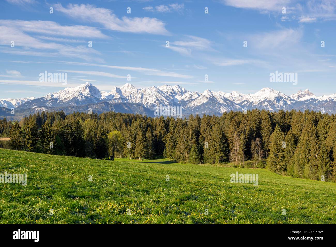 Prato primaverile vicino a Füssen, Alpi Allgäu, neve, foresta di abeti, Allgäu, Baviera, Germania, Europa Foto Stock