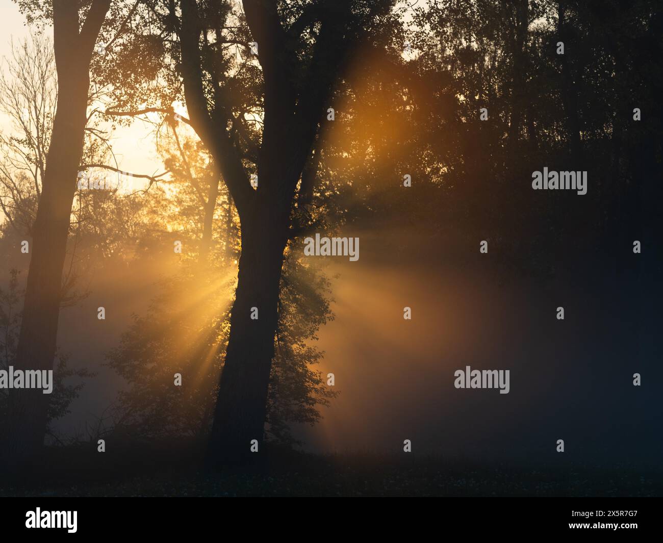 Alba, raggi del sole che attraversano il bordo della foresta, nei pressi di Irdning, Ennstal, Stiria, Austria, Europa Foto Stock