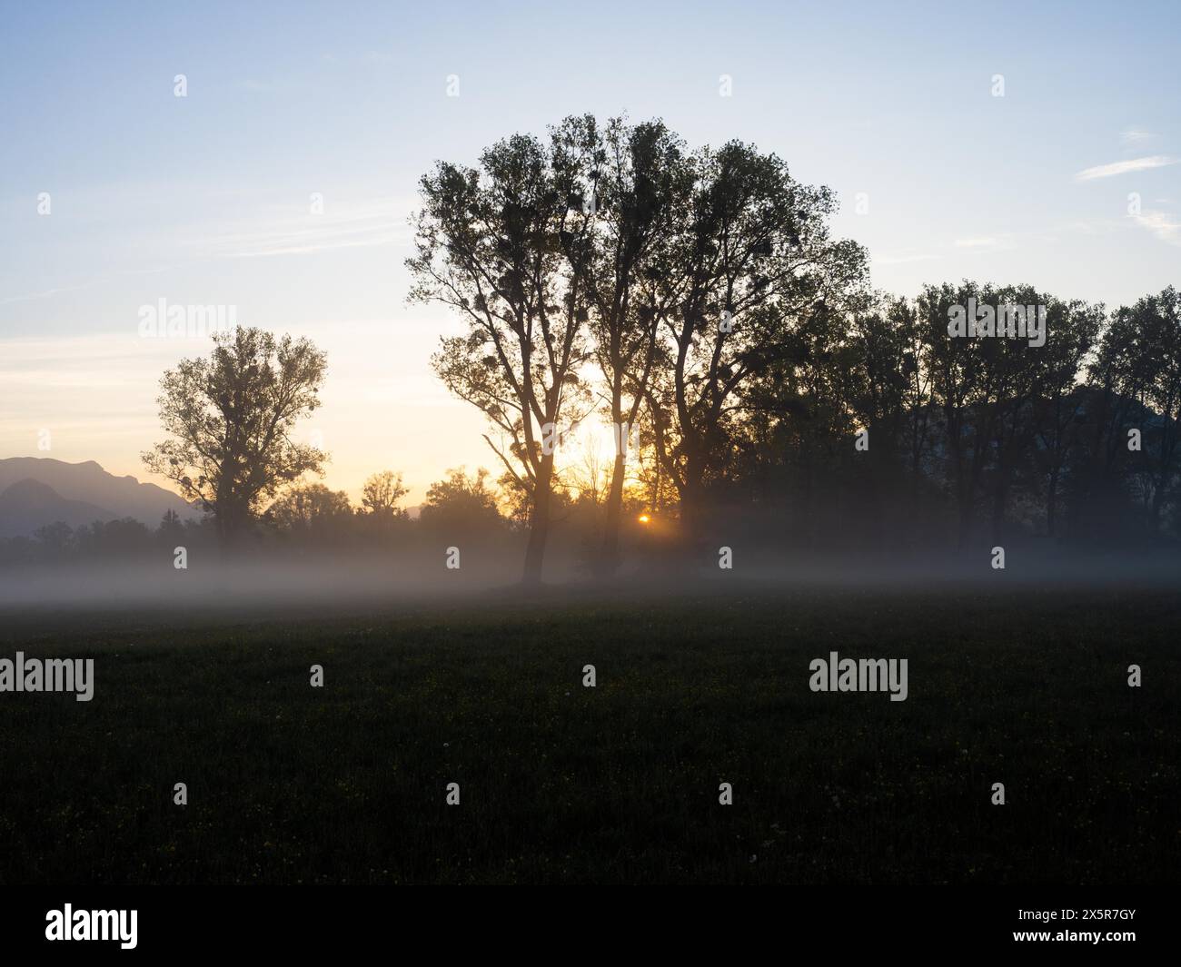 Alba sul bordo di una foresta, nebbia mattutina in un prato, vicino a Irdning, Ennstal, Stiria, Austria, Europa Foto Stock