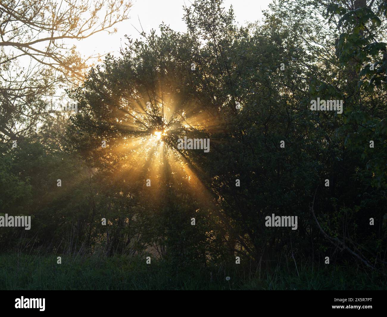 Raggi solari che attraversano il bordo della foresta, nei pressi di Irdning, Ennstal, Stiria, Austria, Europa Foto Stock