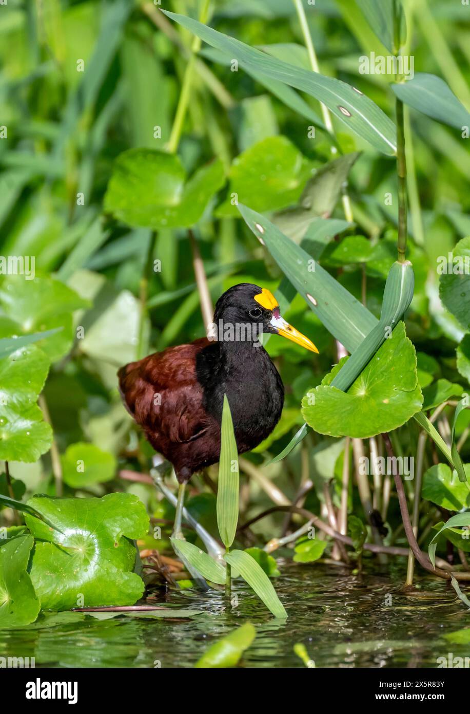 Jacana settentrionale (Jacana spinosa), maschio tra le piante acquatiche in acqua, Parco Nazionale di Tortuguero, Costa Rica Foto Stock