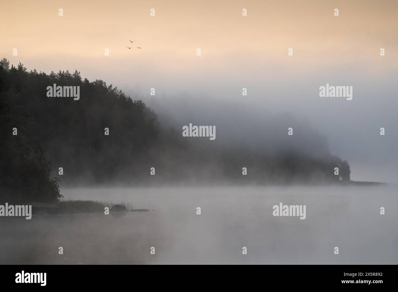 Lago vicino ad Hartola, foresta nella nebbia, oche selvatiche, Finlandia, Europa Foto Stock