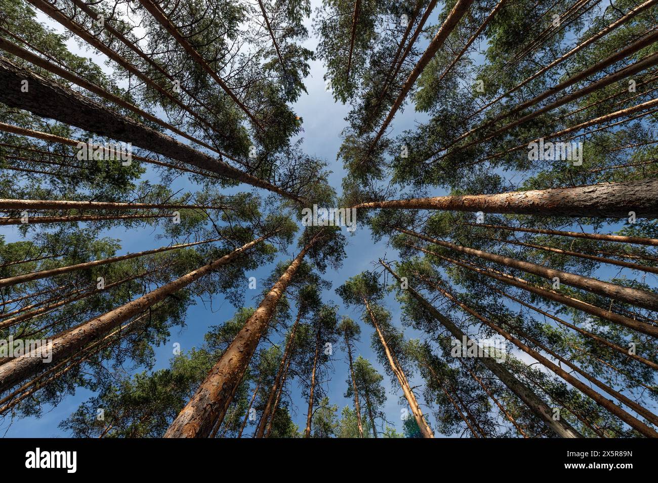 Treetops, Forest, Isojärvi National Park, Finlandia, Europa Foto Stock