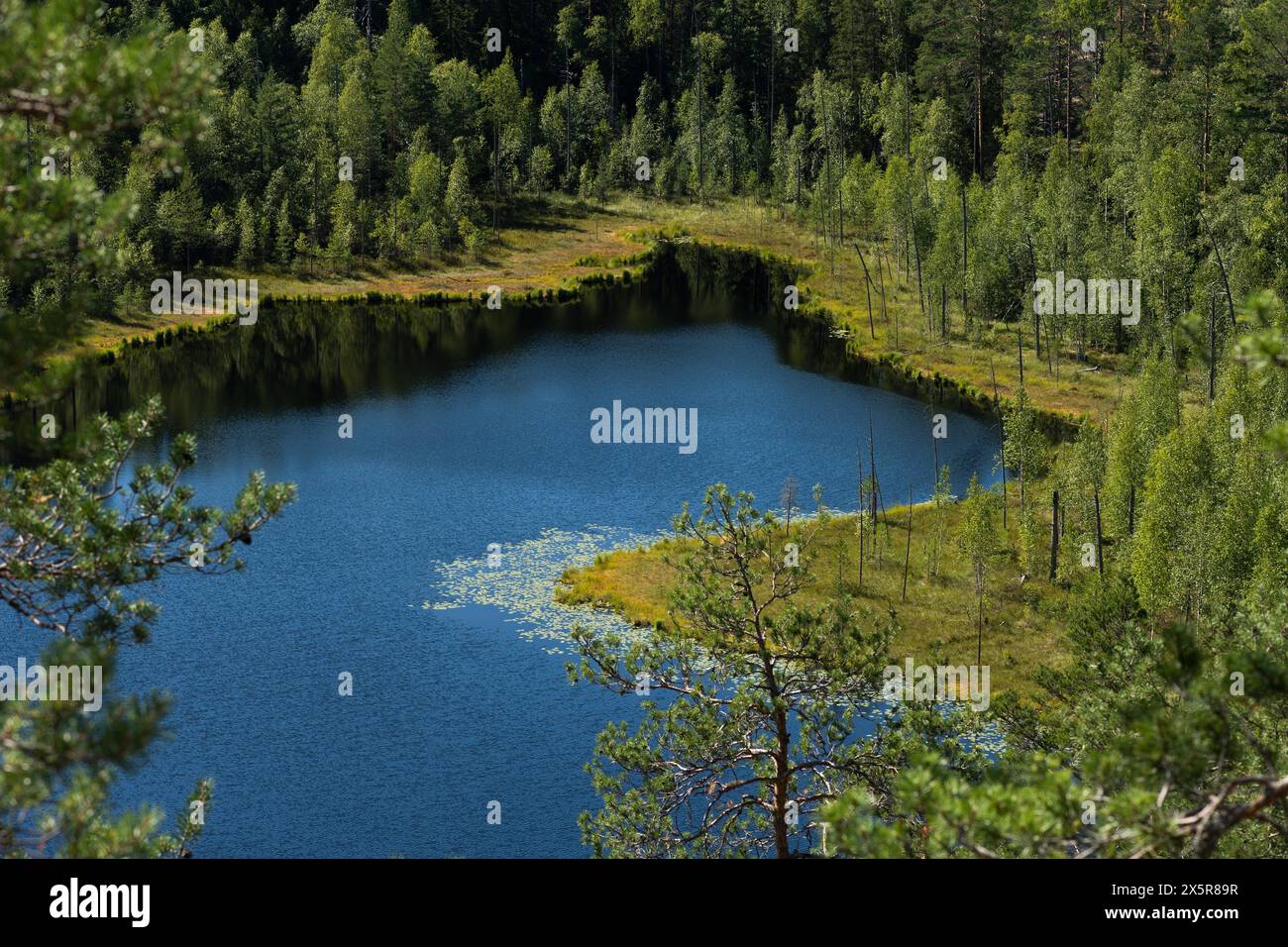Lago nella foresta, Parco Nazionale di Isojärvi, Finlandia, Europa Foto Stock