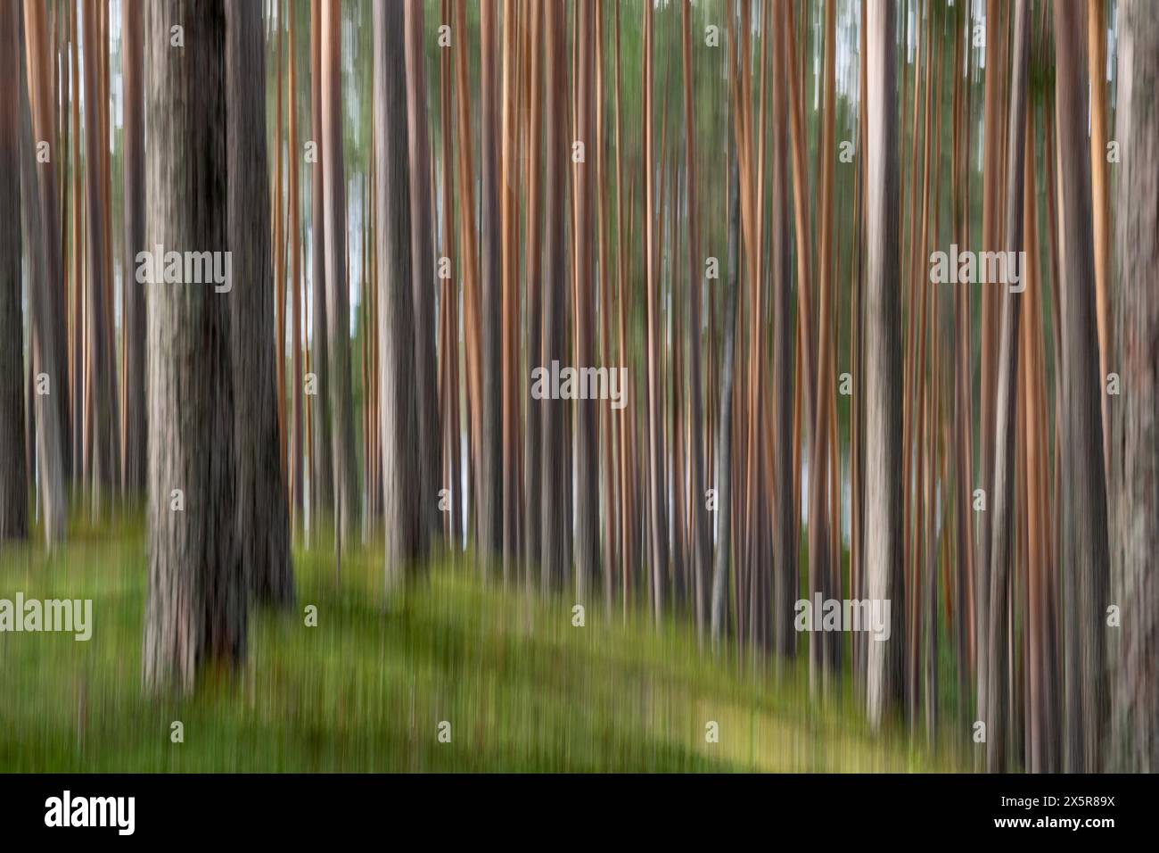 Foresta di pini, immagine pulita, Finlandia, Europa Foto Stock