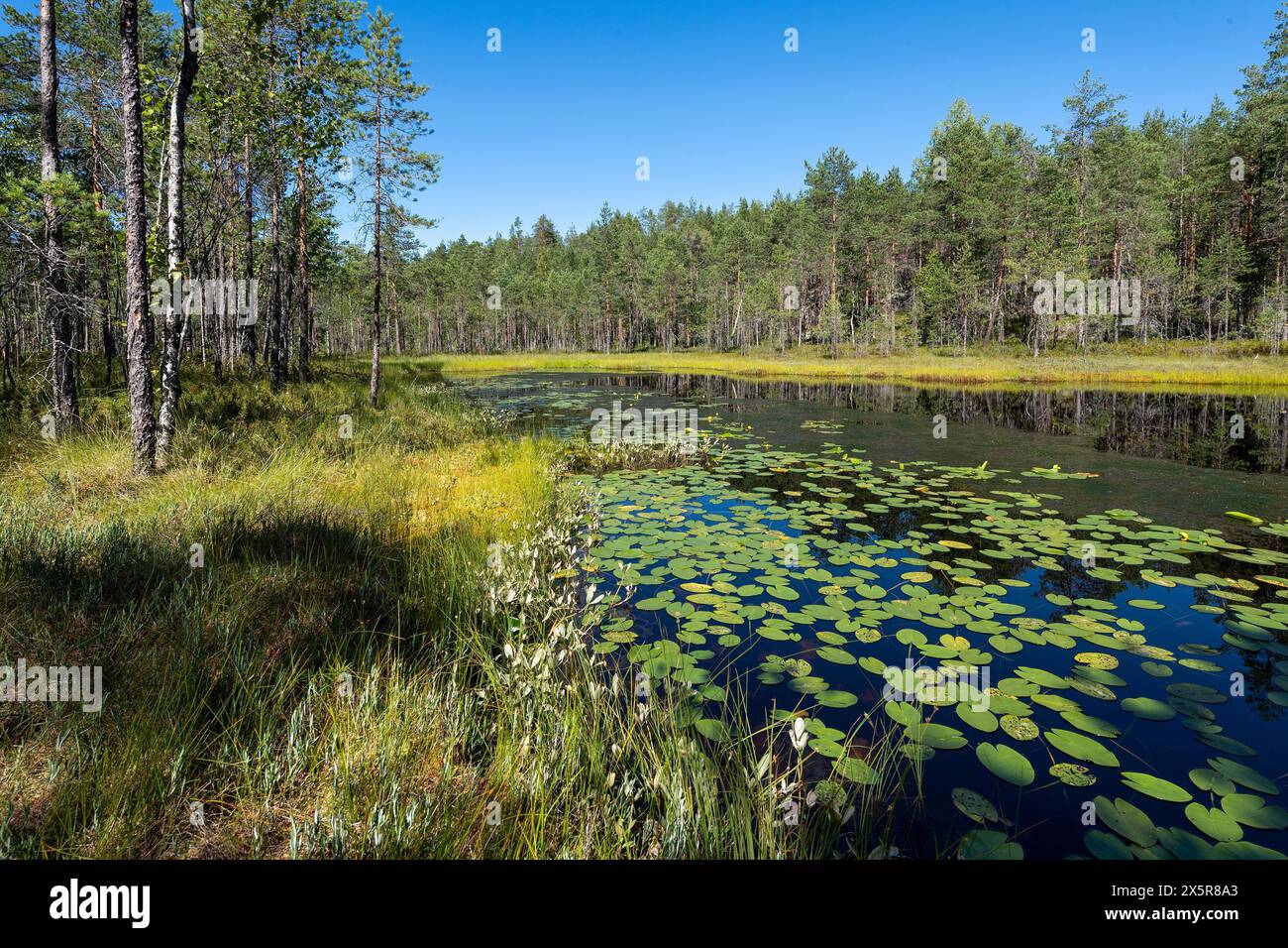 Lago forestale con ninfee, Parco Nazionale di Isojärvi, Finlandia, Europa Foto Stock