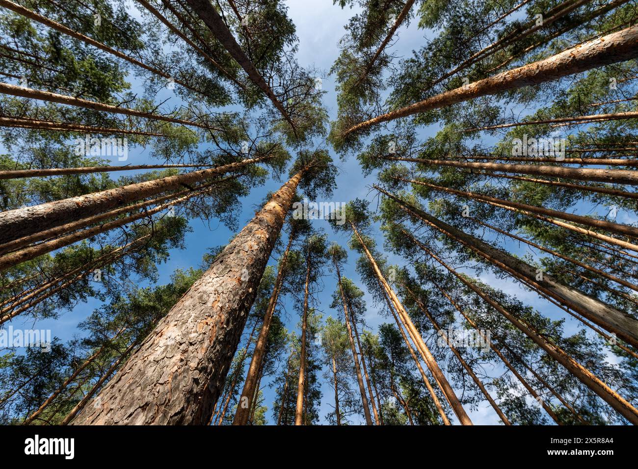 Cime degli alberi, foresta, parco nazionale di Isojaervi, Finlandia Foto Stock