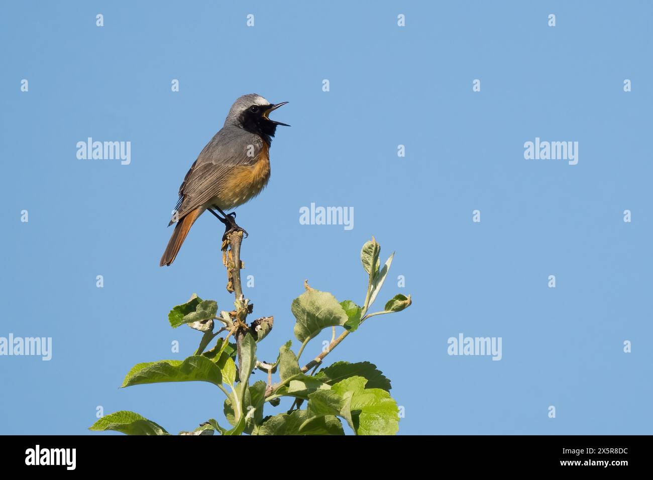 Rosso comune (Phoenicurus phoenicurus) su un ramo contro un cielo blu, cantando, cinguettando, Assia, Germania Foto Stock