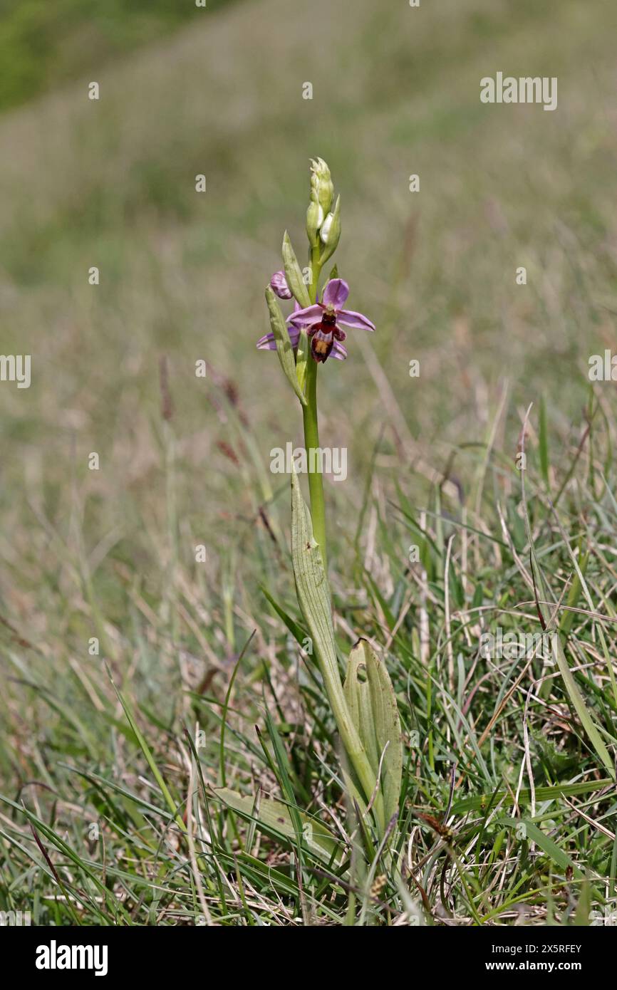 Orchidea delle api x Orchidea delle mosche ibrida in fiore nel Cotswolds Gloucestershire Regno Unito Foto Stock