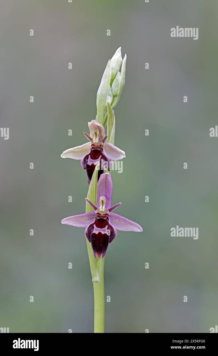 Orchidea delle api x Orchidea delle mosche ibrida in fiore nel Cotswolds Gloucestershire Regno Unito Foto Stock