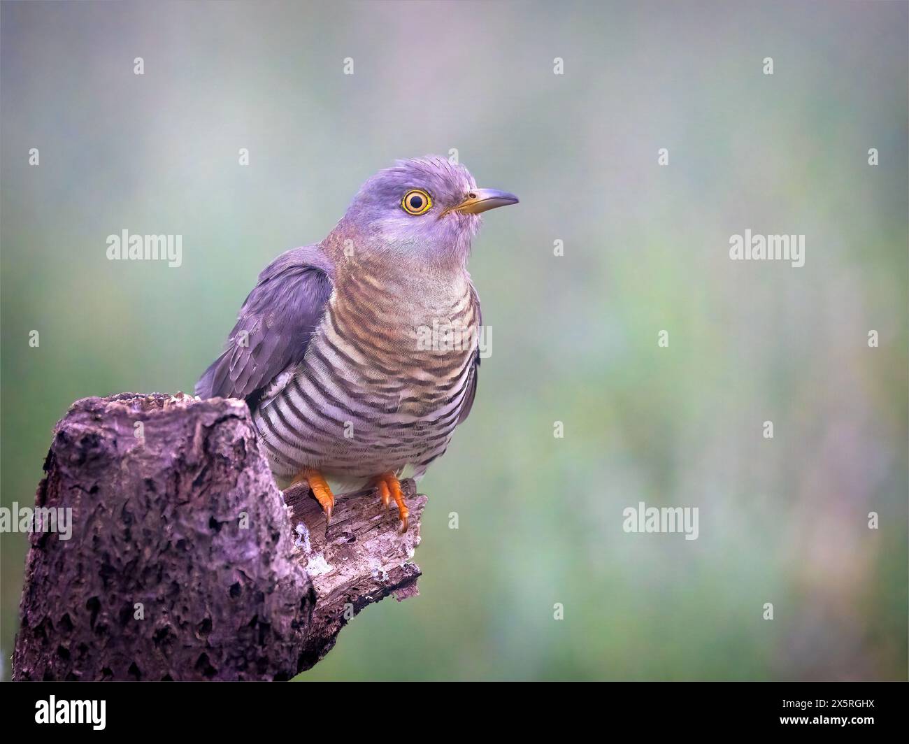 Donna Cuckoo arroccata Foto Stock