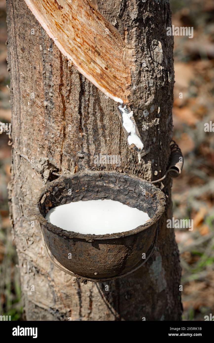 Inserimento del lattice nel recipiente da un albero di gomma in Thailandia Foto Stock