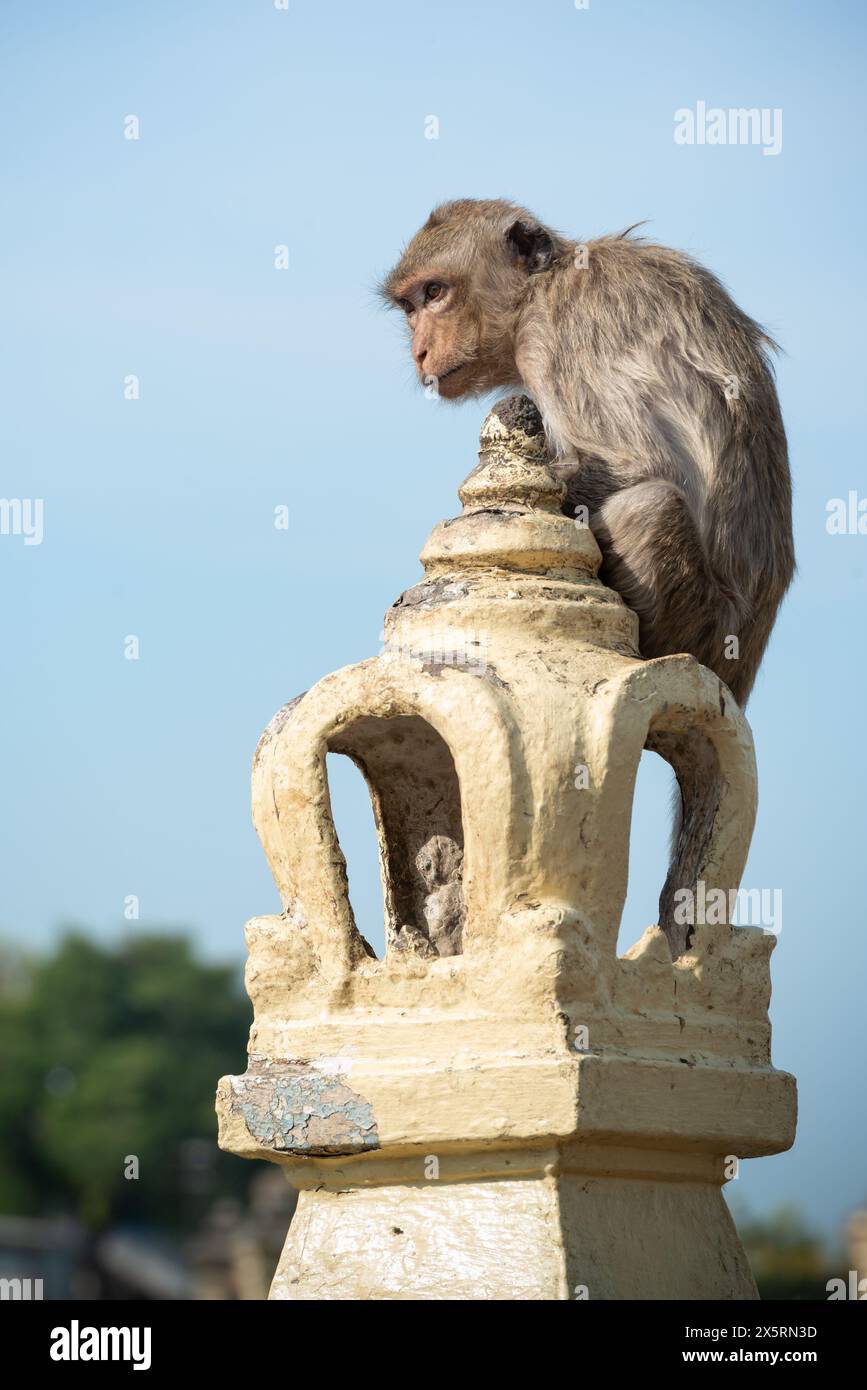 Il macaco dalla coda lunga chiamava il macaco mangiatore di granchi come gargoyle seduto su una recinzione decorata fuori Phra Prang Sam Yod, Lopburi Thailandia Foto Stock