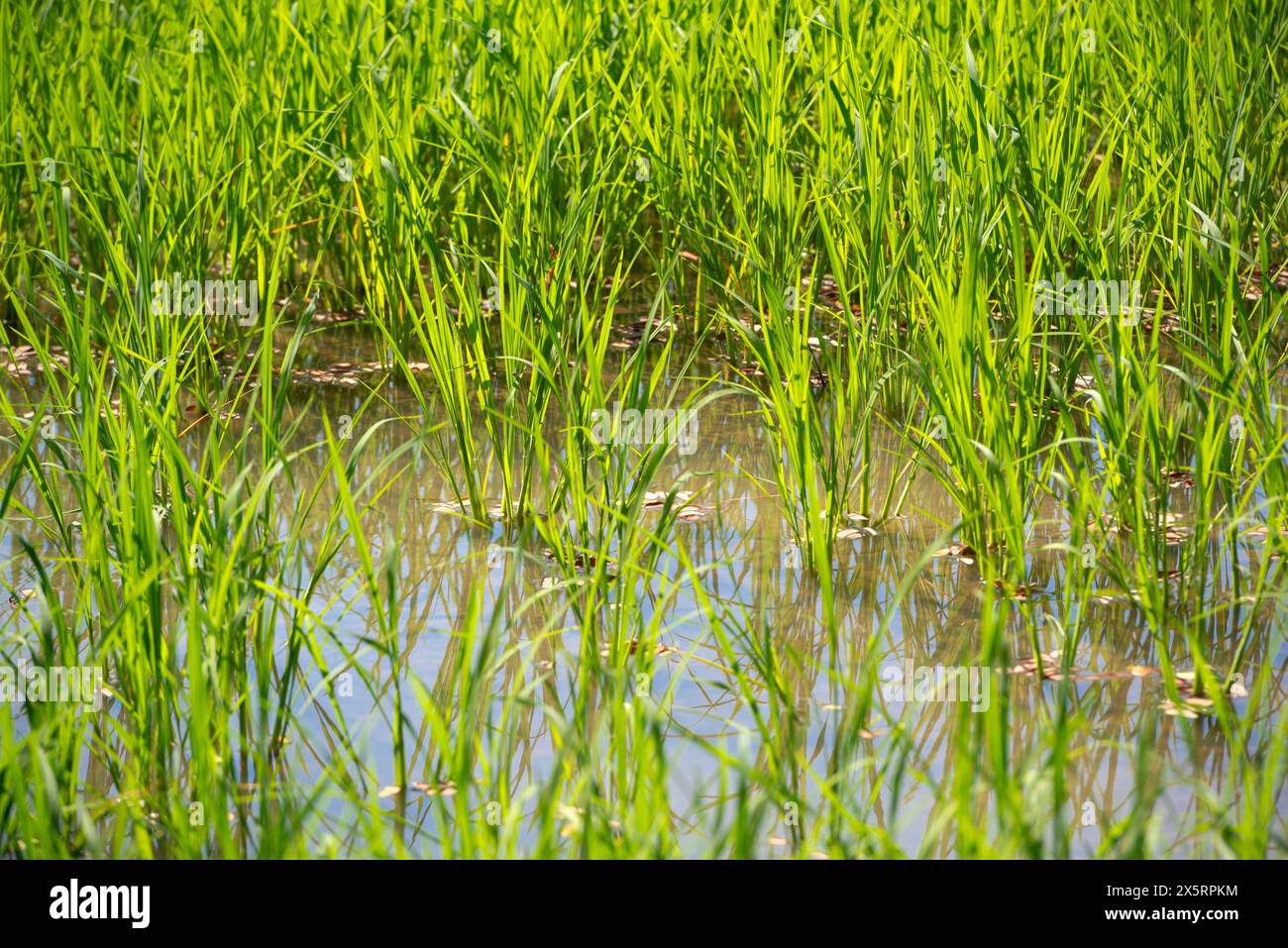 Lussureggiante risaia verde nel campo d'acqua. Primavera ed estate Foto Stock