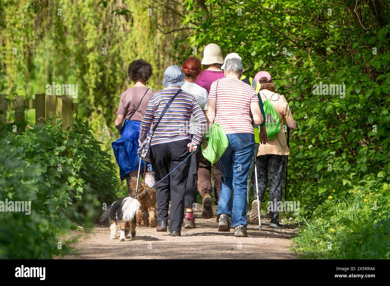 Kidderminster, Regno Unito. 10 maggio 2024. Meteo nel Regno Unito: Un gruppo di sfollati e i loro cani da compagnia iniziano la loro passeggiata in un parco, dato che le Midlands sono oggi bagnate da un sole ininterrotto. Crediti: Lee Hudson/Alamy Live News Foto Stock