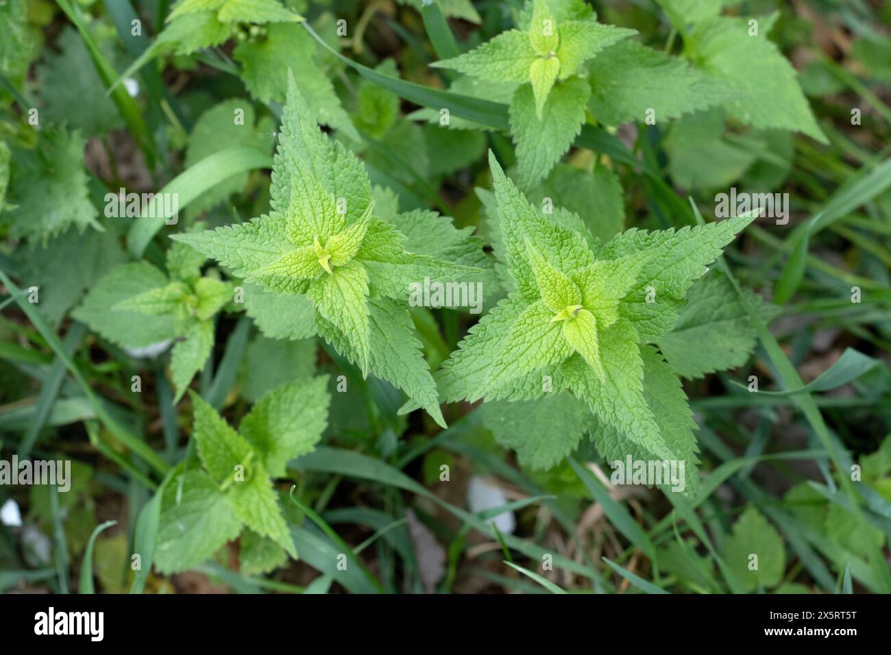 Foglie di ortica fresca. Modello botanico. Verde foglie sfondo nella giornata di sole in giardino Foto Stock