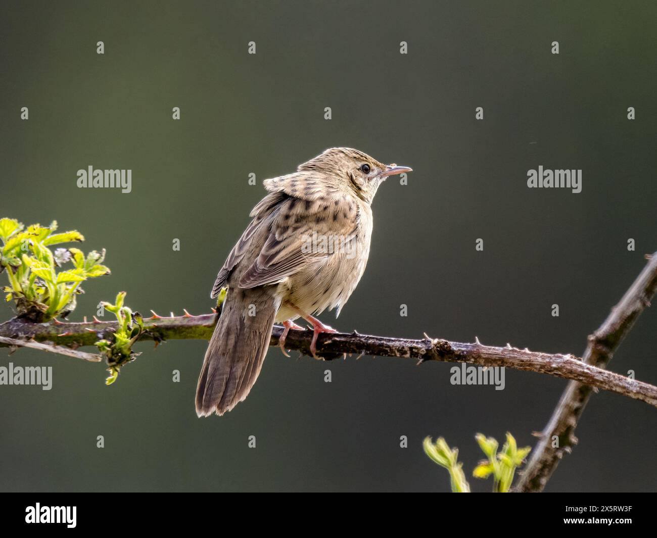 Parula Grasshopper in primavera nel Galles centrale Foto Stock