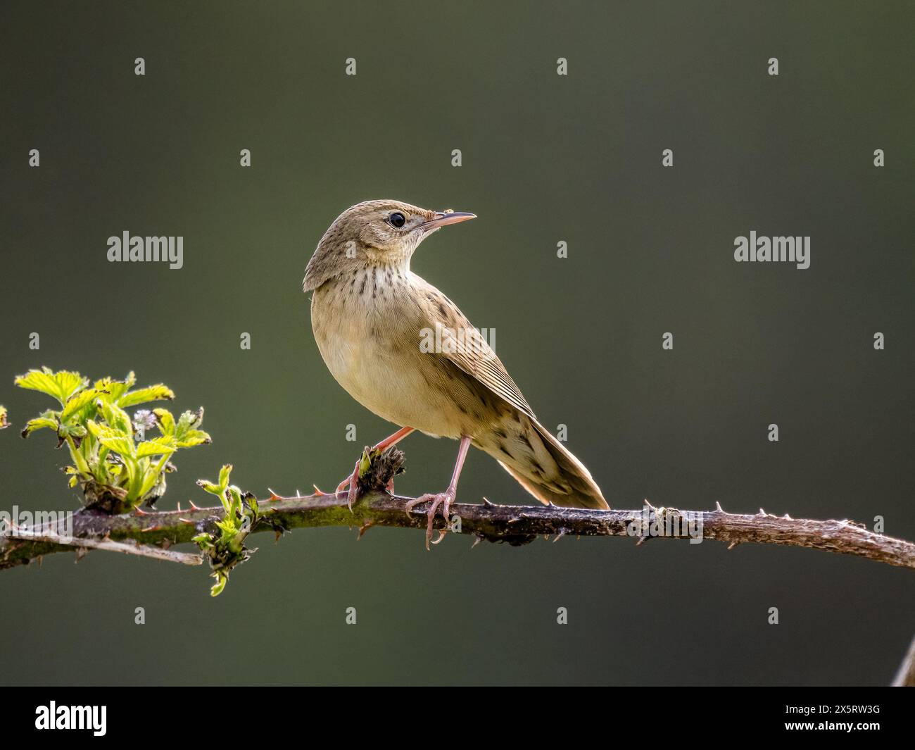 Parula Grasshopper in primavera nel Galles centrale Foto Stock