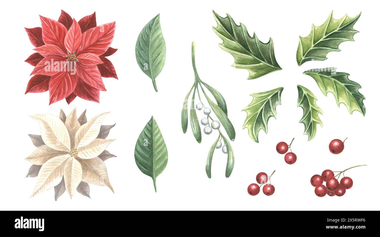 Ramoscello di istletoe con frutti di bosco, agrifoglio e poinsettia. Piante tradizionali natalizie in vintage. Set di acquerelli. Illustrazione disegnata a mano per le vacanze invernali Foto Stock