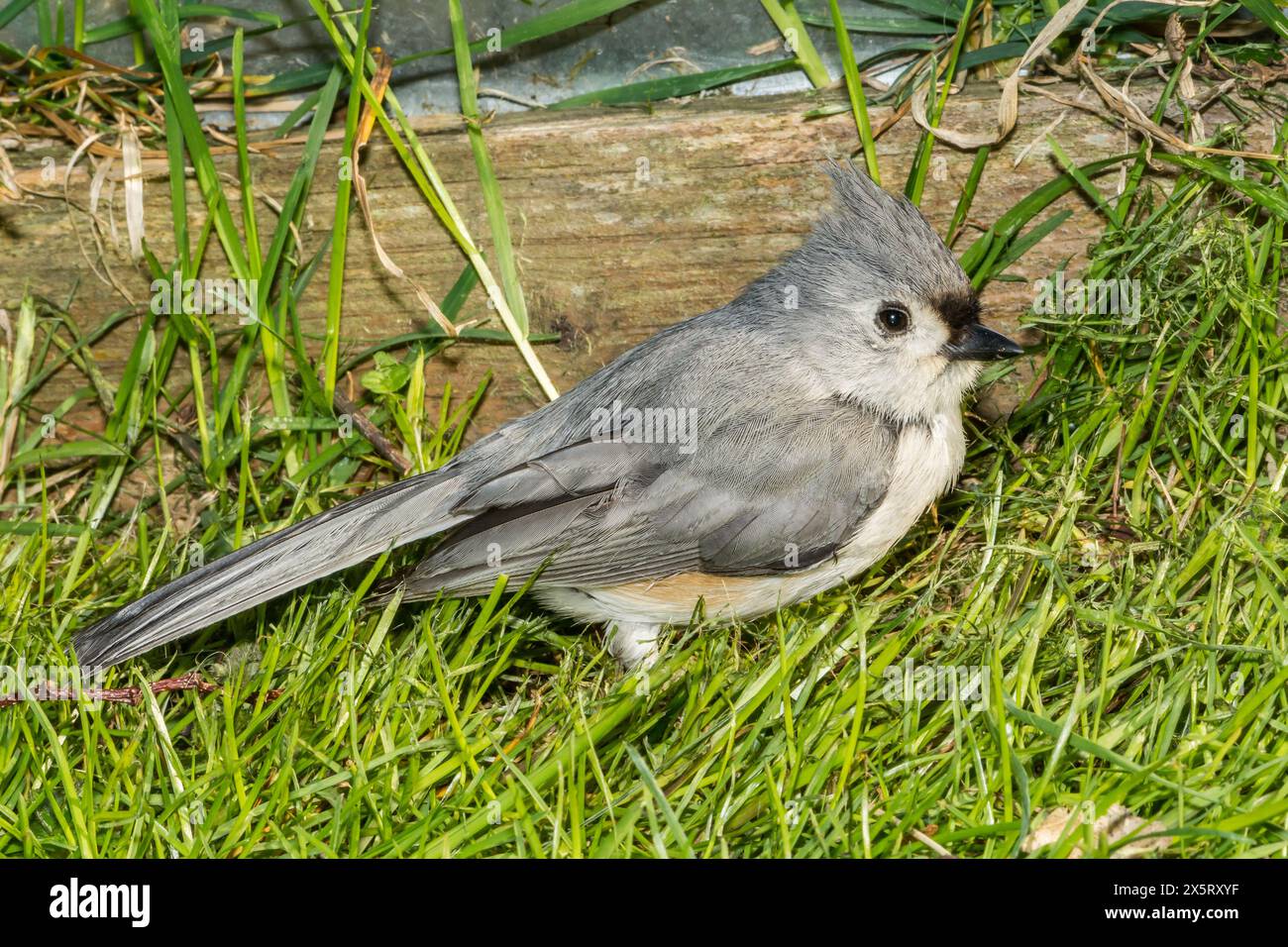 Cincia tufted - Baeolophus bicolor Foto Stock