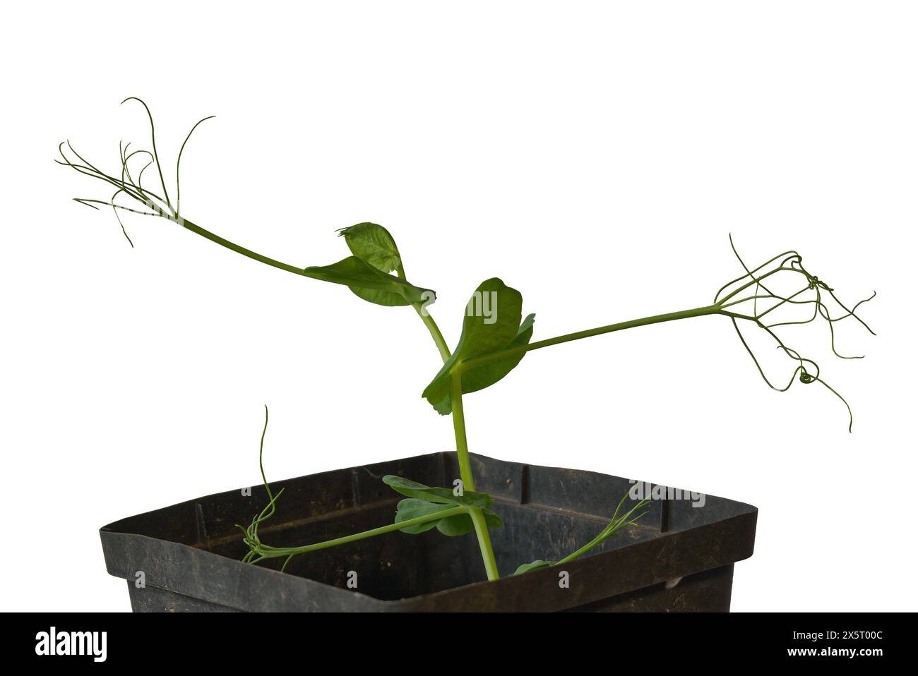 Nuova, giovane pianta Mangetout (Snap Pea) in vaso con sfondo bianco. Foto Stock