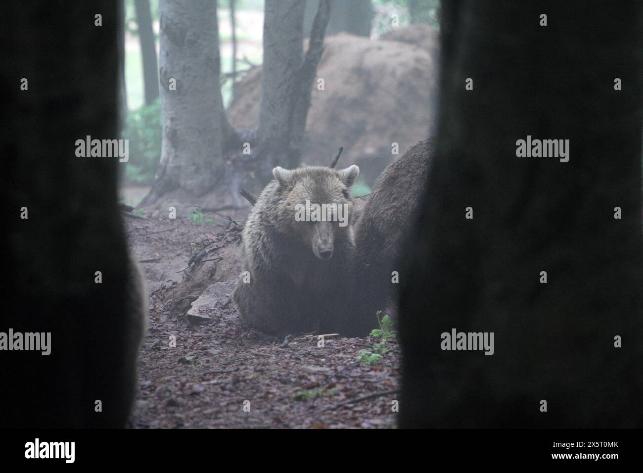 L'orso bruno Ursus arctos in Grecia è costituito da due nuclei di popolazione principali ancora geograficamente separati e situati a circa 200 km di distanza nella parte nord-occidentale e nord-orientale del paese, nella catena montuosa Peristeri-Pindos e nel complesso montuoso Rodopi. La distribuzione effettiva delle specie si estende su 17.850 km2, mentre la gamma complessiva è di 34 km2. L'areale Peristeri-Pindos rappresenta il margine distributivo più meridionale dell'areale delle specie su scala europea, quindi di eccezionale importanza biogeografica. Foto Stock