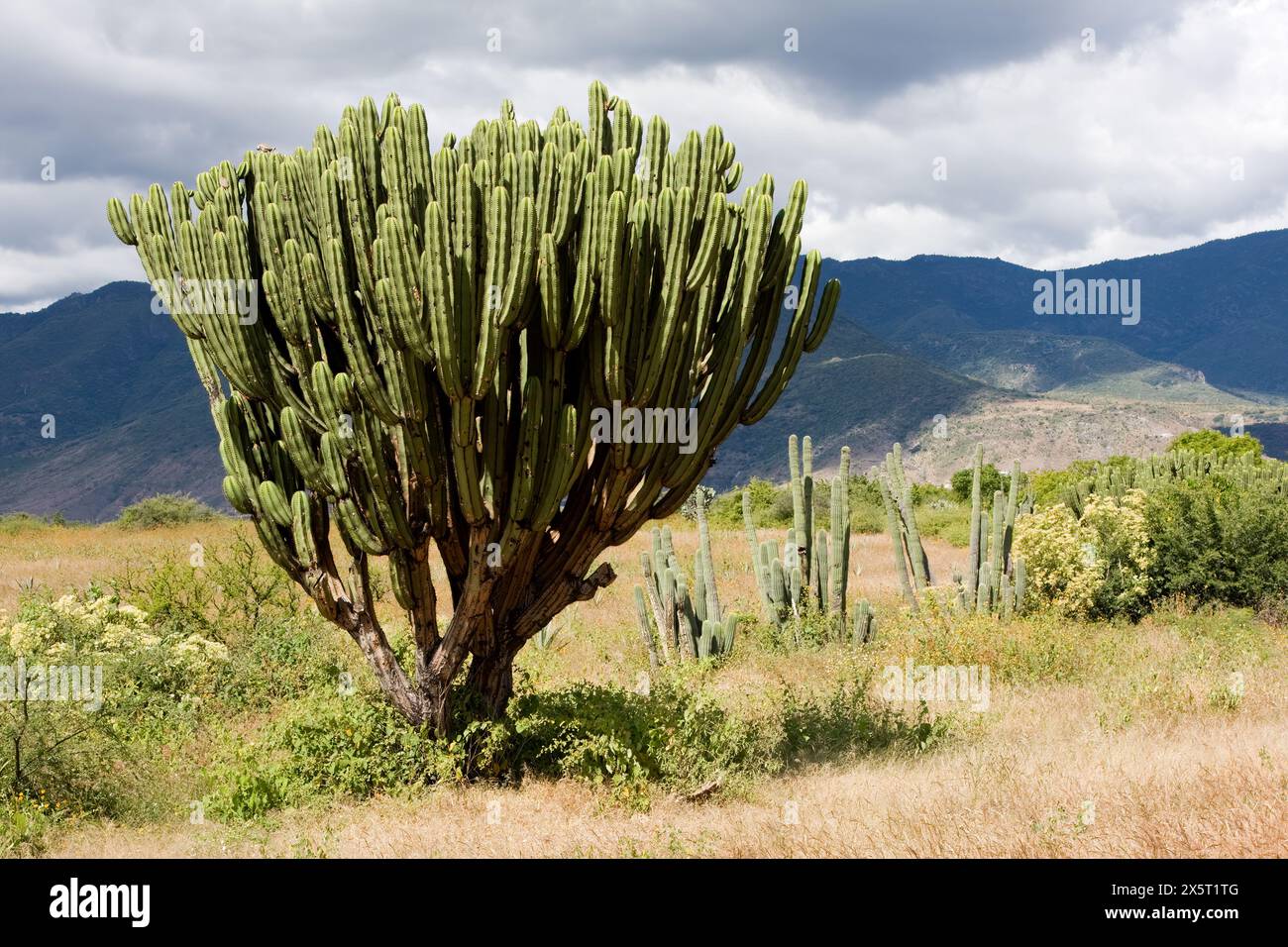 Santa Ana del Valle, Oaxaca; Messico; Nord America. Paesaggio, paesaggio, campagna, vegetazione, mostra un Cactus della varietà Pachycereus. Foto Stock