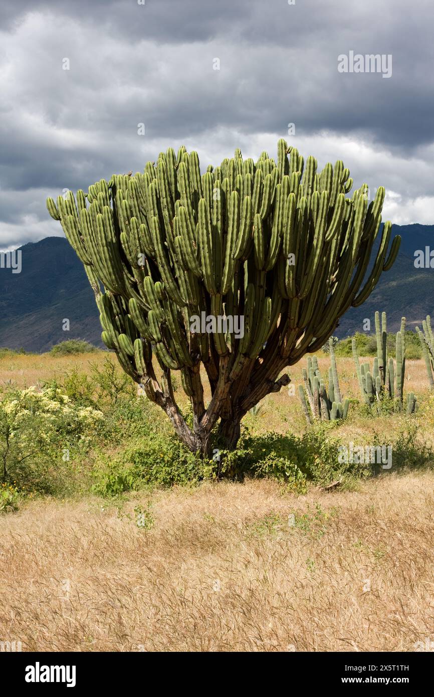 Santa Ana del Valle, Oaxaca; Messico; Nord America. Paesaggio, paesaggio, campagna, vegetazione, mostra un Cactus della varietà Pachycereus. Foto Stock