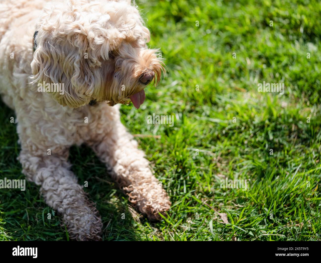 Cane Cockapoo steso sull'erba nelle giornate di sole Foto Stock