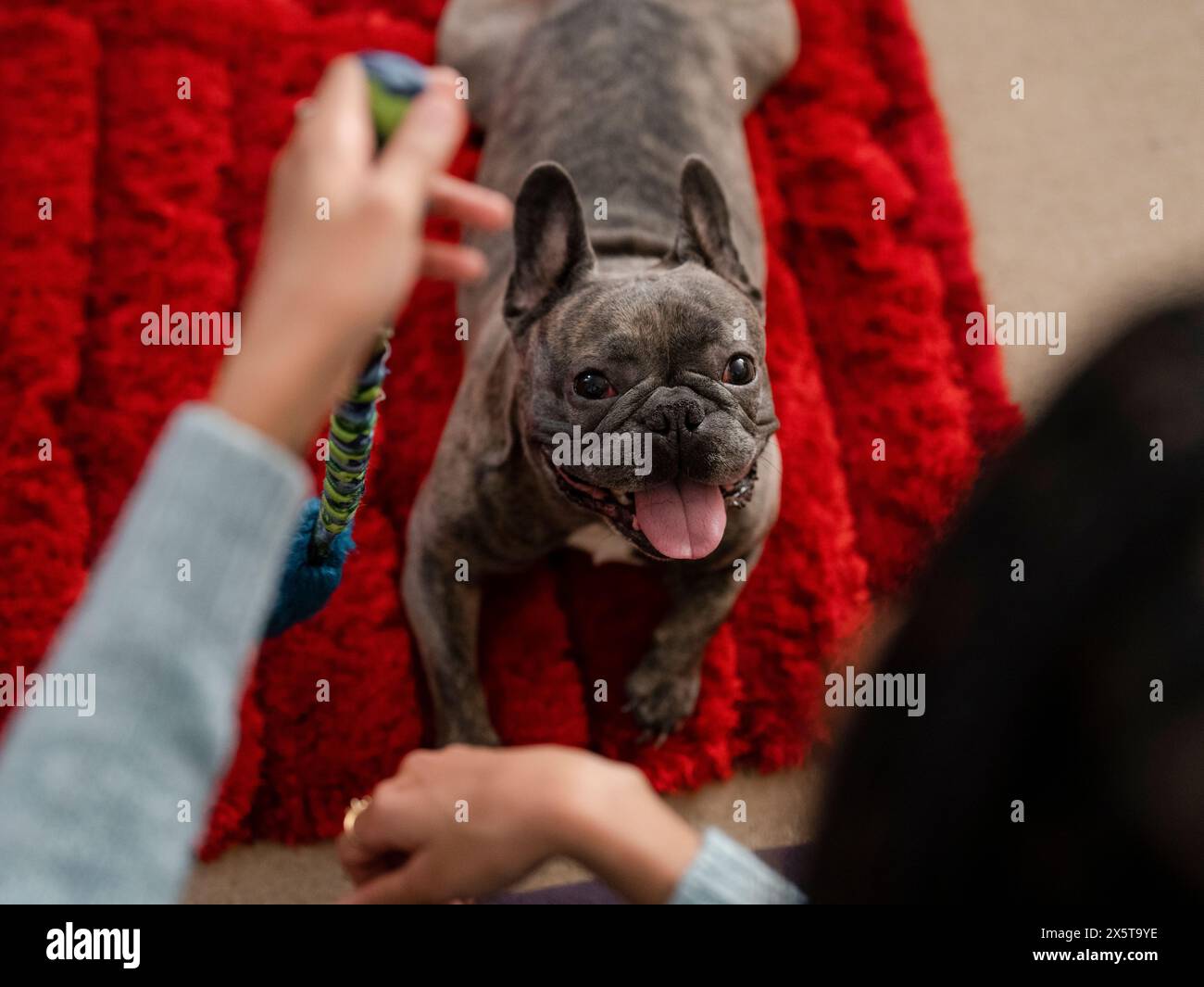 Bulldog francese che guarda una donna che tiene in mano un giocattolo per animali domestici a casa Foto Stock