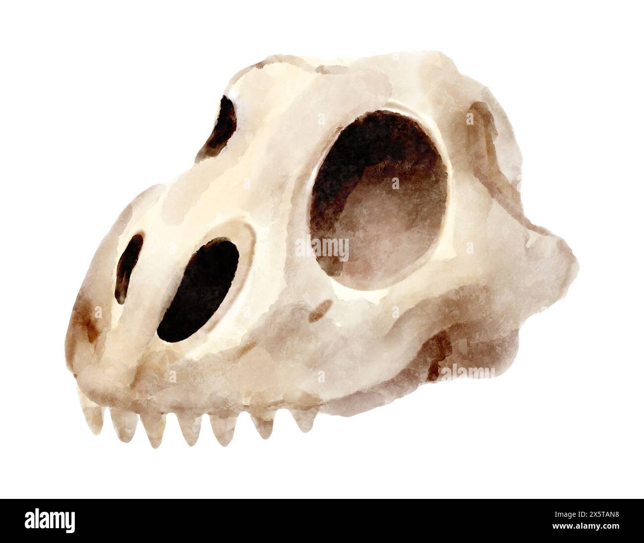 Cranio di dinosauro . Pittura ad acquerello. Illustrazione . Foto Stock