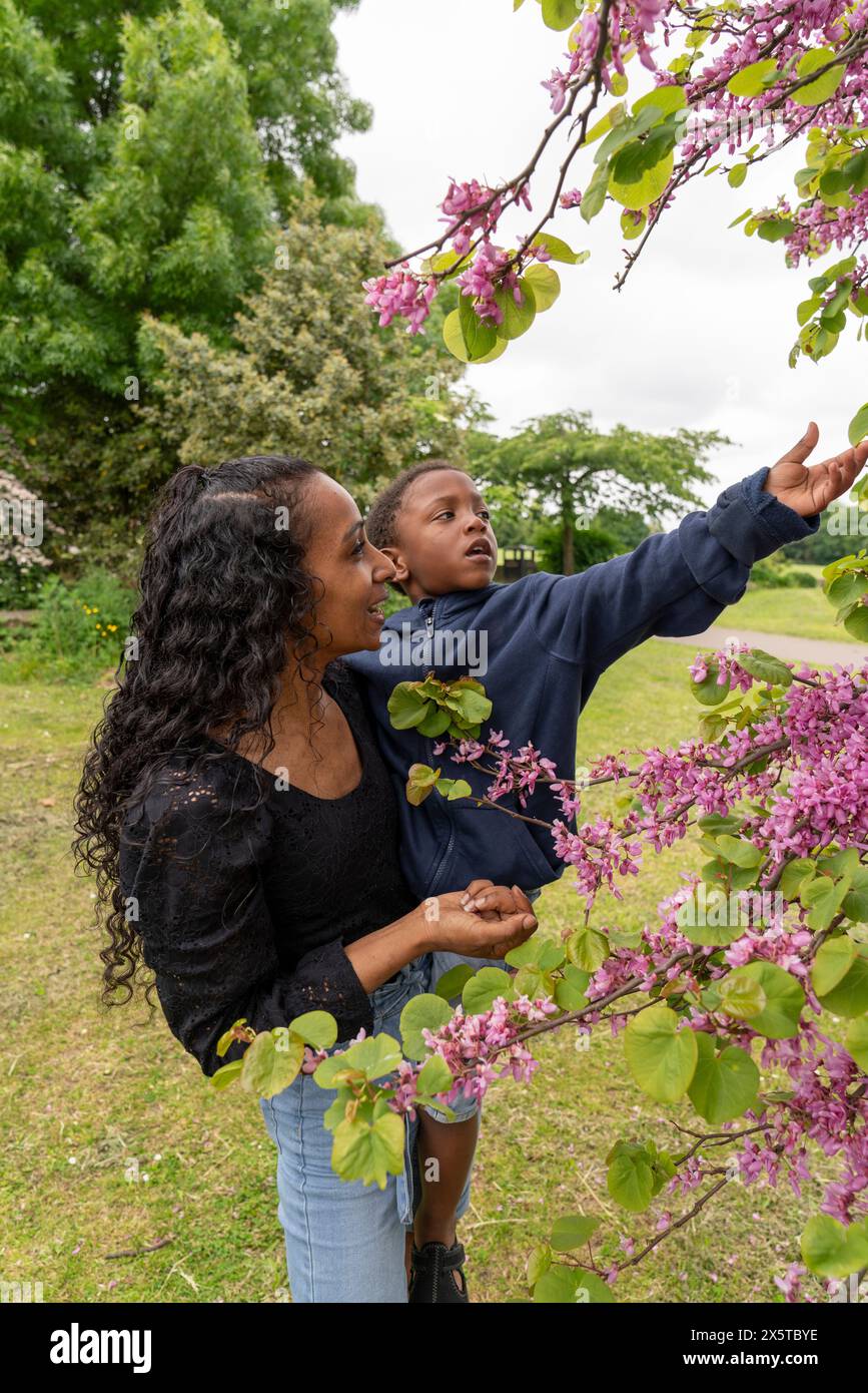 Madre che porta il figlio mentre guarda il ciliegio Foto Stock