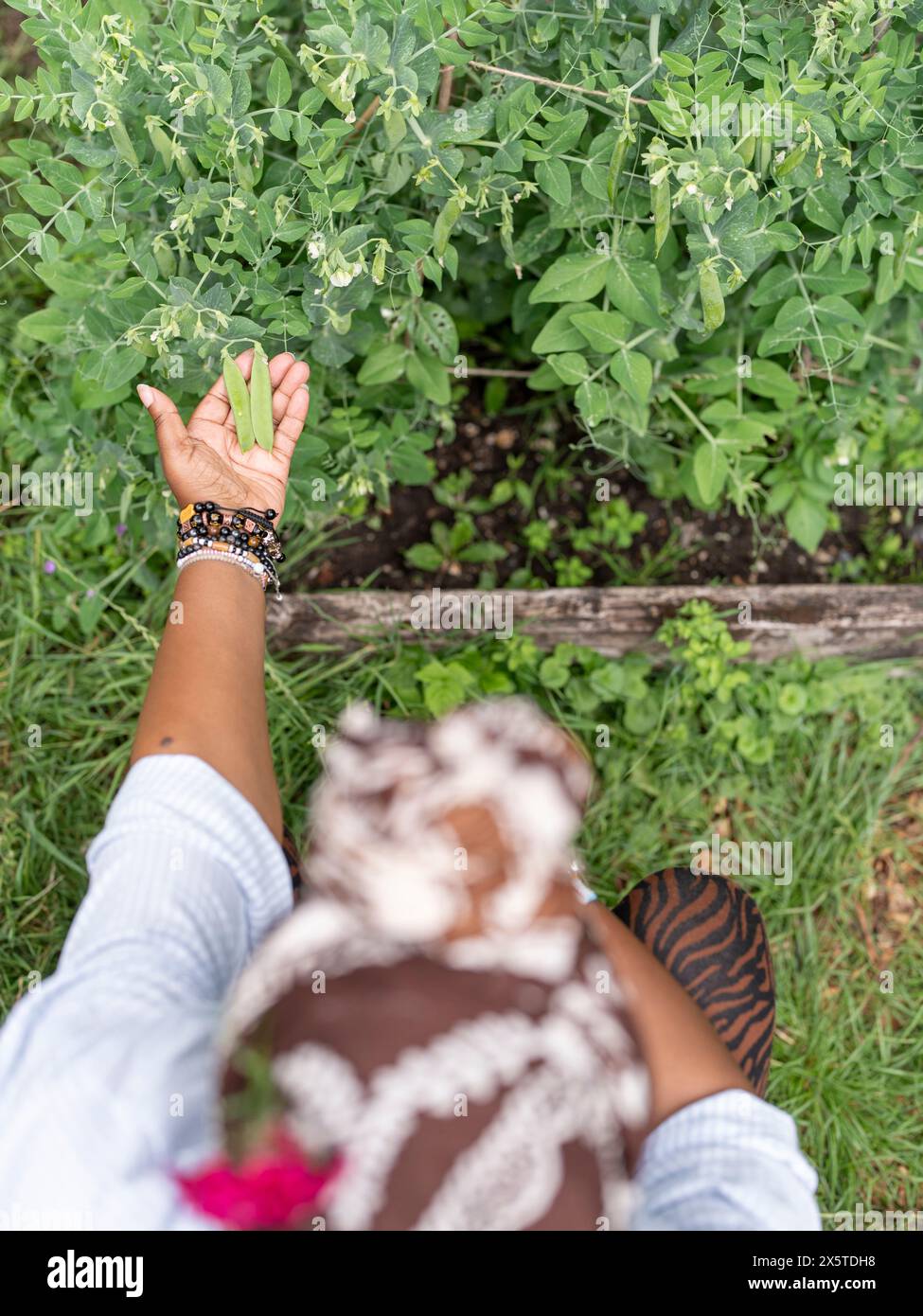 Donna che controlla i fagioli verdi che crescono in giardino Foto Stock