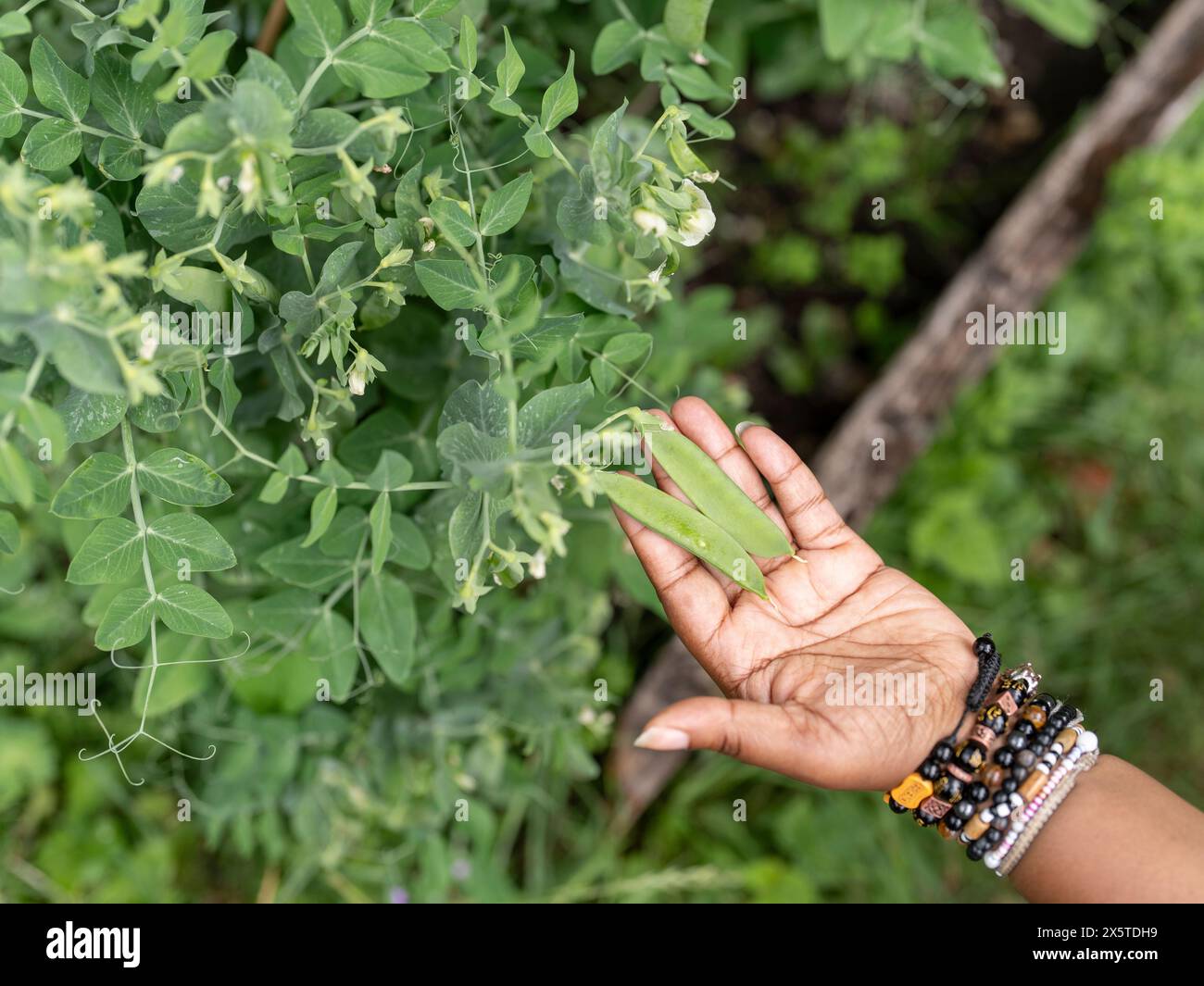 Donna che controlla i fagioli verdi che crescono in giardino Foto Stock