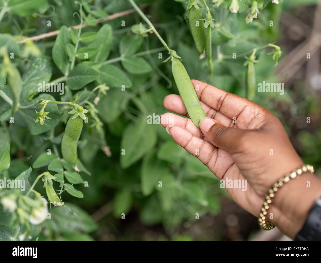 Donna che controlla i fagioli verdi che crescono in giardino Foto Stock