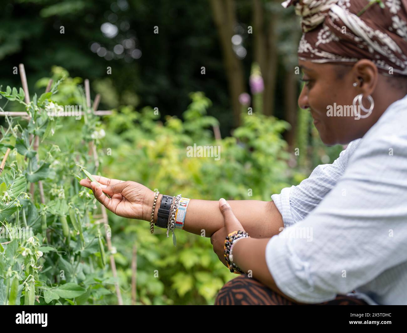 Donna che controlla i fagioli verdi che crescono in giardino Foto Stock